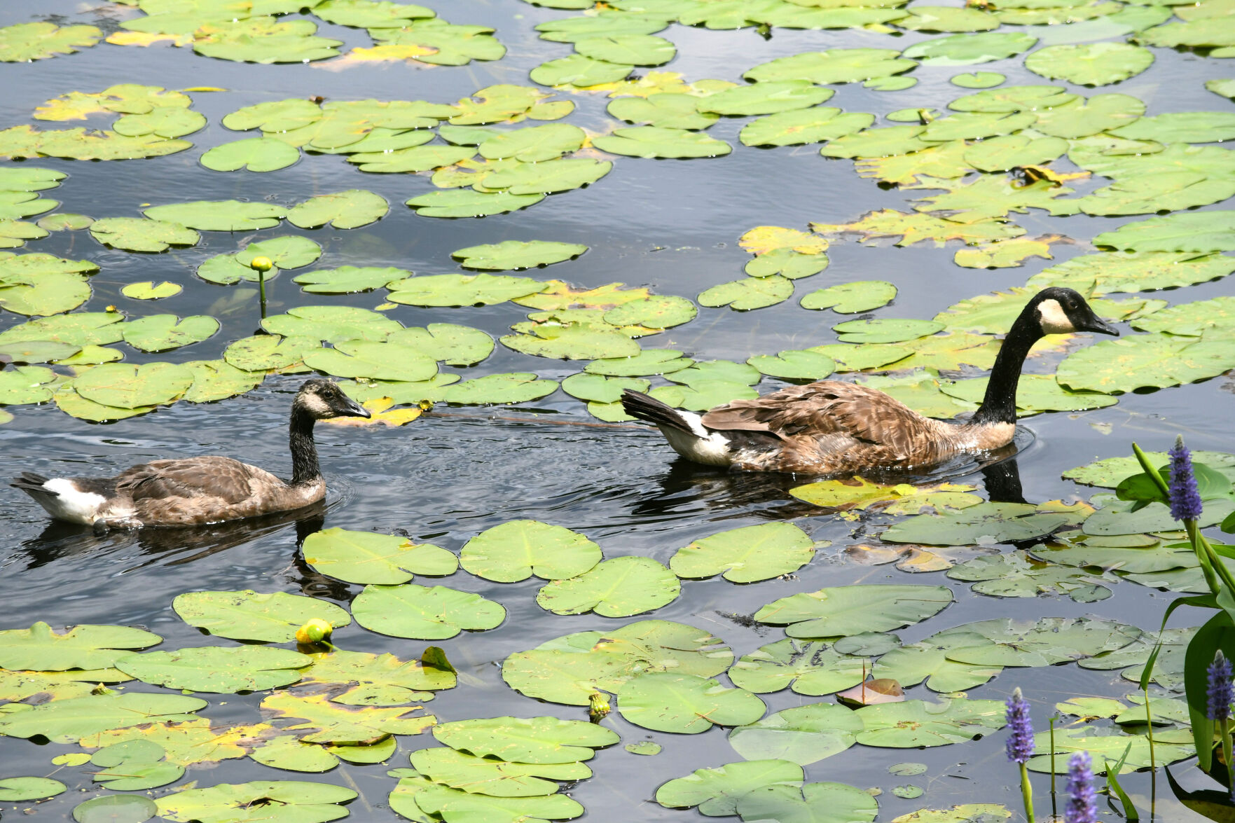 Canada Geese